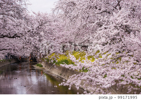 岩倉五条川の桜 愛知の桜の名所 愛知観光スポット 桜並木と川 岩倉五条川の桜 愛知の桜の名所 愛知観光スポット 桜並木と川 99171995