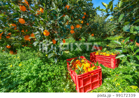 Red plastic fruit boxes full of oranges by orange trees during harvest season in Sicily. 99172339