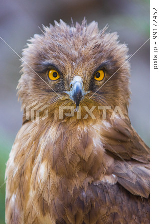 Eagle Close Up Portrait. High quality photo Eagle Close Up Portrait. High quality photo 99172452