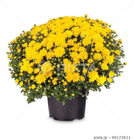 Bouquet of yellow chrysanthemum 99172611