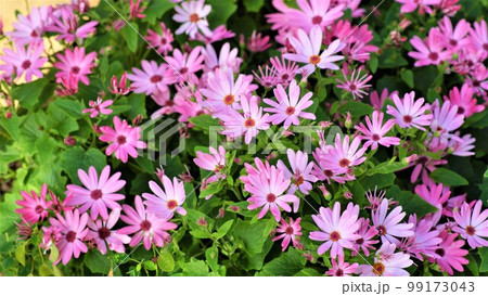 春の花の密植。 99173043