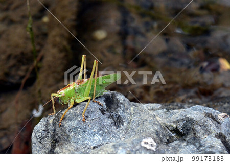 渓流の流れの中の石の上にヤブキリがいた 渓流の流れの中の石の上にヤブキリがいた 99173183