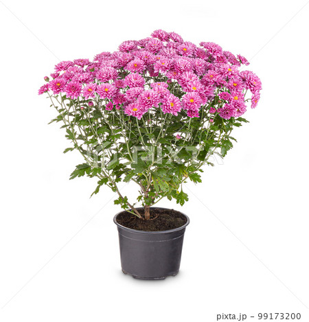 Flowering pink chrysanthemum 99173200