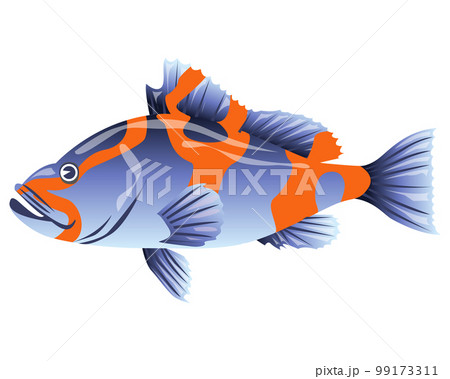 Sea fish, sea bass on a white background. Zoological concept. Sea animals illustration, vector Sea fish, sea bass on a white background. Zoological concept. Sea animals illustration, vector 99173311