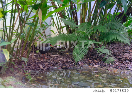 ヤンバルクイナ生態展示学習施設のヤンバルクイナ（沖縄・国頭）7 99173339