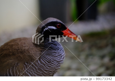 ヤンバルクイナの横顔アップ（沖縄・国頭） 99173342