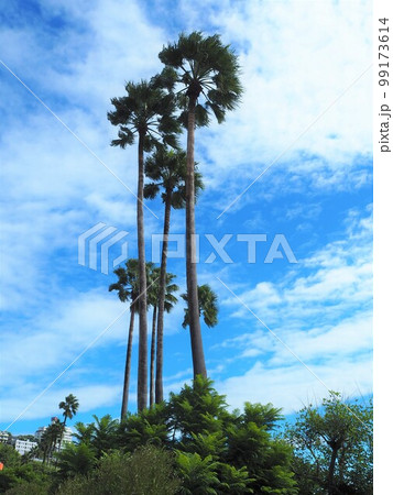 熱海サンビーチの風景 99173614