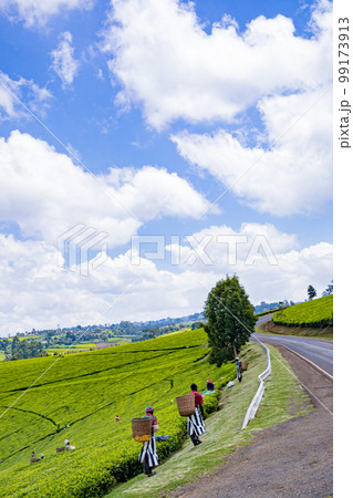 Tea Leaves Farm Plantations Estates Landscapes In Kiambu County Kenya East Africa Tea Leaves Farm Plantations Estates Landscapes In Kiambu County Kenya East Africa 99173913
