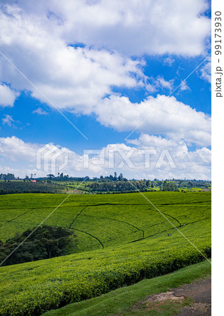 Tea Leaves Farm Plantations Estates Landscapes In Kiambu County Kenya East Africa 99173930