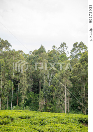 Tea Leaves Farm Plantations Estates Landscapes In Kiambu County Kenya East Africa Tea Leaves Farm Plantations Estates Landscapes In Kiambu County Kenya East Africa 99173935