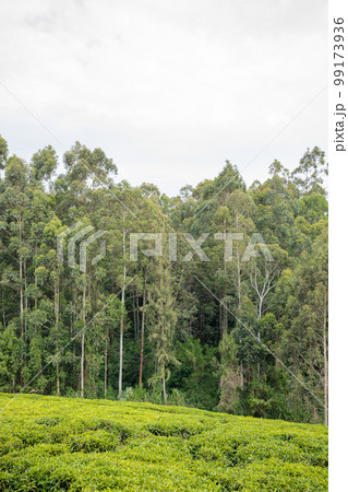 Tea Leaves Farm Plantations Estates Landscapes In Kiambu County Kenya East Africa Tea Leaves Farm Plantations Estates Landscapes In Kiambu County Kenya East Africa 99173936