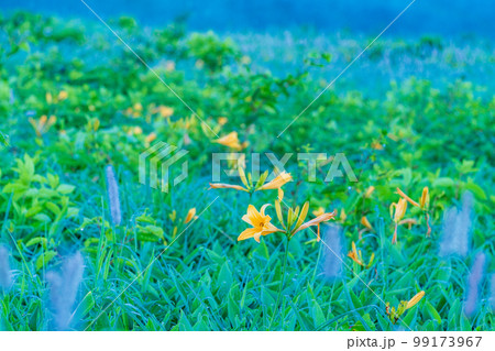 (群馬県)野反湖、湖畔に群生するノゾリキスゲとイブキトラノオ 夜明け (群馬県)野反湖、湖畔に群生するノゾリキスゲとイブキトラノオ 夜明け 99173967