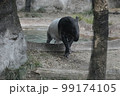 マレーバク 99174105