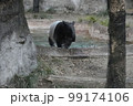 マレーバク 99174106