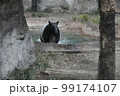 マレーバク 99174107