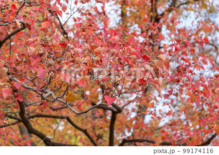 紅葉 紅葉 99174116