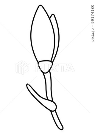 Snowdrop flower doodle second. Hand drawn outline vector illustration. 99174130