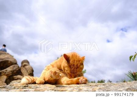 六甲山 風吹岩の猫（兵庫・芦屋）2 99174179