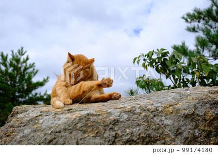 六甲山 風吹岩の猫（兵庫・芦屋） 99174180