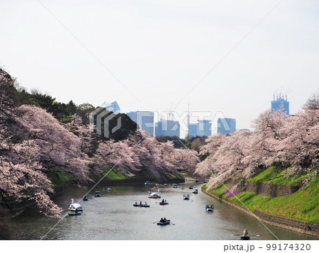 千鳥ヶ淵の桜並木 千鳥ヶ淵の桜並木 99174320