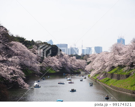 千鳥ヶ淵の桜並木 千鳥ヶ淵の桜並木 99174321