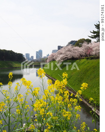 千鳥ヶ淵の桜並木 99174361