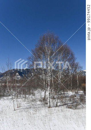 冬景色の栃木県日光戦場ヶ原 冬景色の栃木県日光戦場ヶ原 99174452