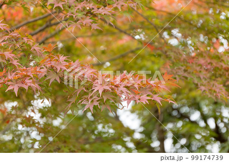 紅葉 紅葉 99174739