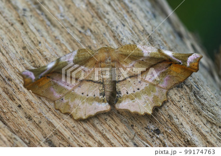 Closeup on the the lilac beauty geometer moth, Apeira syringaria sitting on wood with spread wings Closeup on the the lilac beauty geometer moth, Apeira syringaria sitting on wood with spread wings 99174763