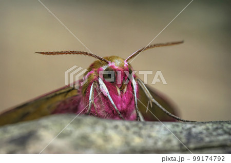 Facial coseup on the colorful Elephant hawk-moth, Deilephila elpenor 99174792