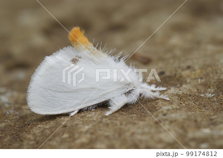 Vertical closeup on the Map butterfly, Araschnia levana, sitting on grass Vertical closeup on the Map butterfly, Araschnia levana, sitting on grass 99174812
