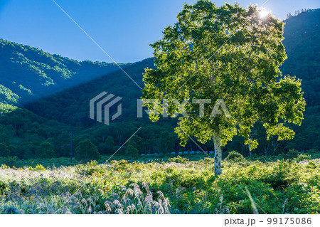 (群馬県)野反湖 朝日が差し込んだ湖畔の情景 (群馬県)野反湖 朝日が差し込んだ湖畔の情景 99175086