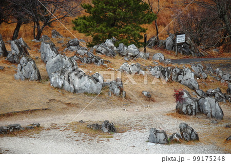 山口県美祢市 秋吉台の石灰岩 山口県美祢市 秋吉台の石灰岩 99175248