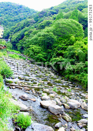 【神奈川】曇天の箱根　須雲川と箱根山 99175263