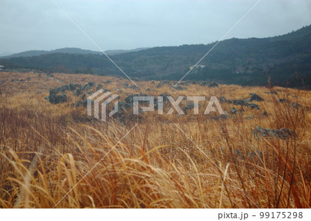 山口県美祢市 秋の秋吉台 99175298