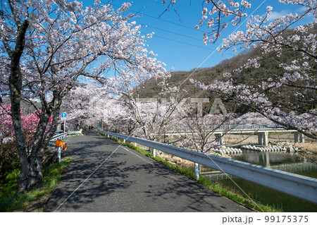 岡山県の桜の名所・井原堤　二キロ続く桜のトンネルは憩いの散歩道 99175375