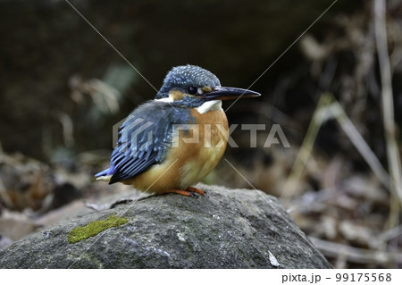川や公園の水辺を彩る、青緑とオレンジの美しい野鳥、飛ぶ宝石と呼ばれるカワセミ 99175568