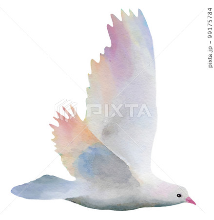 平和の象徴の鳩が飛んでいる。アナログ水彩画。のイラスト素材