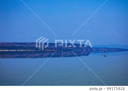 Lake Magadi Salt In Kenya  99175828