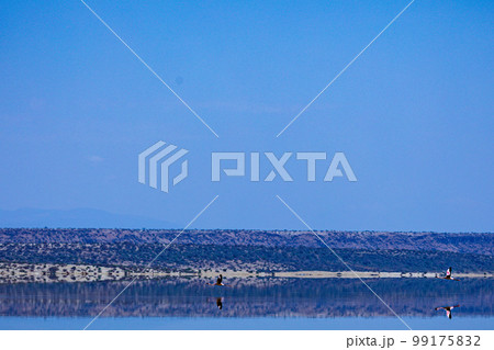 Lake Magadi Salt In Kenya  99175832