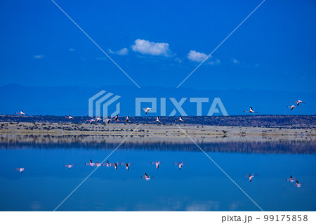 Lake Magadi Salt In Kenya  99175858