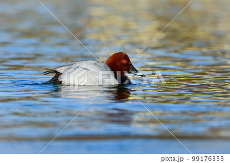 赤と灰色のシックな羽をした、冬に水辺で見られる渡り鳥、ホシハジロ 99176353