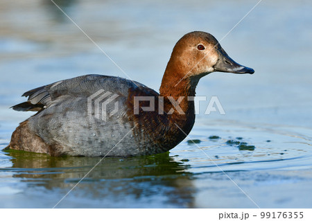 赤と灰色のシックな羽をした、冬に水辺で見られる渡り鳥、ホシハジロ 99176355