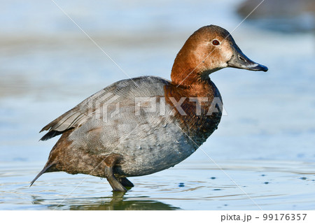 赤と灰色のシックな羽をした、冬に水辺で見られる渡り鳥、ホシハジロ 99176357