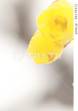 ロウバイ　雪の庭 99176472