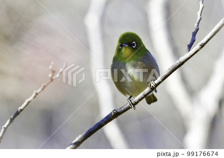 冬にマユミの木の実や寒桜を食べにやってくる、ウグイス色が美しい身近なかわいい小鳥メジロ 冬にマユミの木の実や寒桜を食べにやってくる、ウグイス色が美しい身近なかわいい小鳥メジロ 99176674