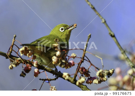 冬にマユミの木の実や寒桜を食べにやってくる、ウグイス色が美しい身近なかわいい小鳥メジロ 冬にマユミの木の実や寒桜を食べにやってくる、ウグイス色が美しい身近なかわいい小鳥メジロ 99176675