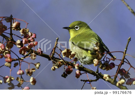 冬にマユミの木の実や寒桜を食べにやってくる、ウグイス色が美しい身近なかわいい小鳥メジロ 冬にマユミの木の実や寒桜を食べにやってくる、ウグイス色が美しい身近なかわいい小鳥メジロ 99176676