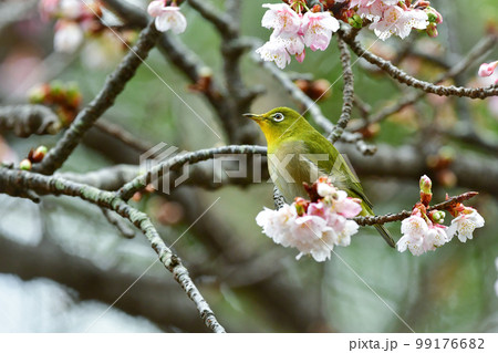冬にマユミの木の実や寒桜を食べにやってくる、ウグイス色が美しい身近なかわいい小鳥メジロ 99176682