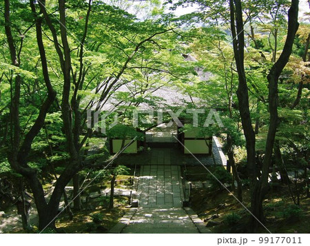 京都 新緑の常寂光寺の風景 京都 新緑の常寂光寺の風景 99177011